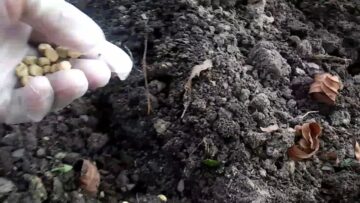 [ID: vAF0SbHIpds] Youtube Automatic