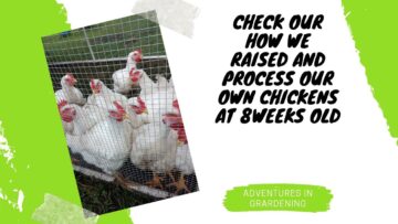 [ID: vaH8WwaqoAI] Youtube Automatic