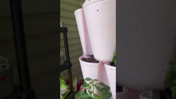 [ID: VBEpKqpTbG4] Youtube Automatic