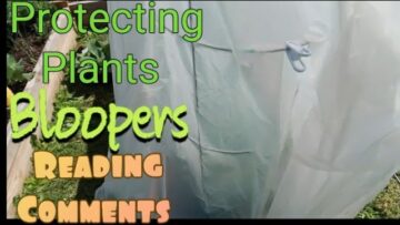 [ID: vfiX7lu87qo] Youtube Automatic