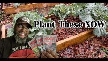 [ID: VfqlKLYzGQA] Youtube Automatic