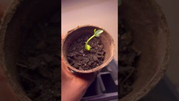 [ID: vG5NR1Q8n-4] Youtube Automatic