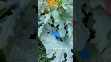 [ID: vid4y4xLSDk] Youtube Automatic