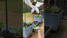 [ID: vkFsYaQ1APw] Youtube Automatic