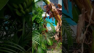 [ID: vKFWGfsga8k] Youtube Automatic