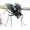 The Future of Food: Black Soldier Fly Update 2024
