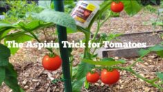 [ID: vnjVxU6U3tI] Youtube Automatic