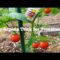 How to Protect your Tomato Plants from Pest and Disease? 🍅 🍅 🍅