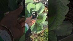 [ID: vRypRELjT-k] Youtube Automatic