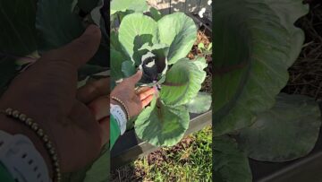 [ID: vRypRELjT-k] Youtube Automatic