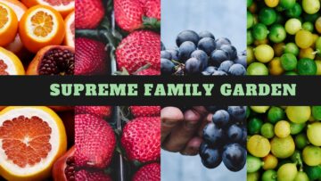 [ID: VU9J0-ZpzvY] Youtube Automatic