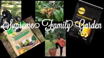 [ID: vv2bDVwcH-o] Youtube Automatic