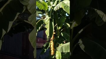 [ID: VvfU86LwoJw] Youtube Automatic