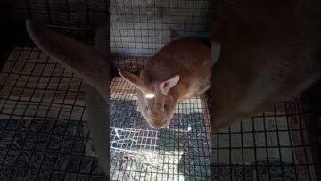 [ID: Vx-NpGTb698] Youtube Automatic