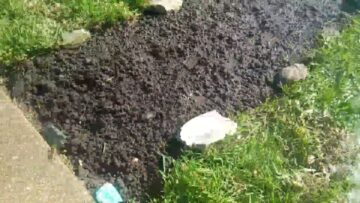 [ID: vYn0Fd_TfI0] Youtube Automatic