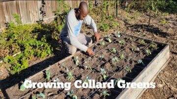 [ID: W_0q_8Mofik] Youtube Automatic