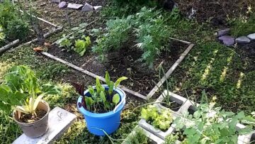 [ID: w3enIs0ii-M] Youtube Automatic