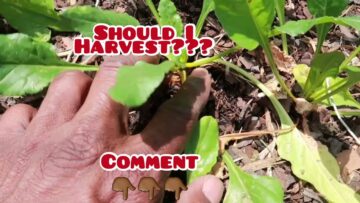 [ID: W4QPBnNmKuE] Youtube Automatic