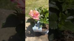 [ID: wANlNCWM6Qs] Youtube Automatic