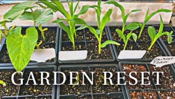 [ID: Wc3WHmbQeLc] Youtube Automatic