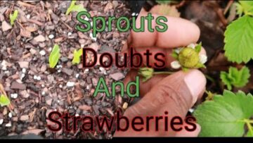 [ID: wc8vNoSCvGg] Youtube Automatic