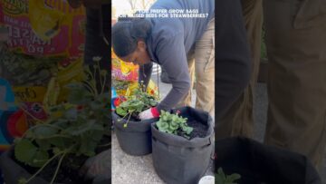 [ID: WccuGqQAuso] Youtube Automatic