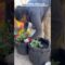 Repotting a strawberry plant #beginnergardener #blackgardener #springgardening