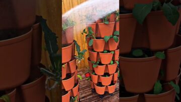 [ID: wdZmOCdM21M] Youtube Automatic