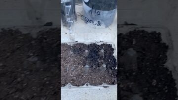 [ID: WF2QtY8W0gw] Youtube Automatic