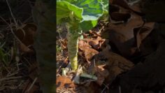 [ID: WHwykLOEJJQ] Youtube Automatic