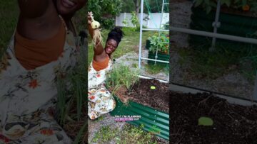 [ID: wiocptHE480] Youtube Automatic