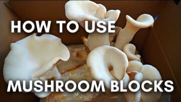 [ID: WKCNo-zFGFM] Youtube Automatic