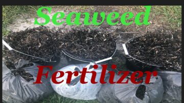 [ID: wlfnFy7vJec] Youtube Automatic