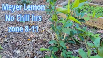 [ID: Wm5W4Py5fL8] Youtube Automatic