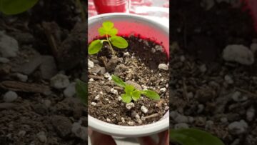 [ID: WMo0JQOGTI4] Youtube Automatic