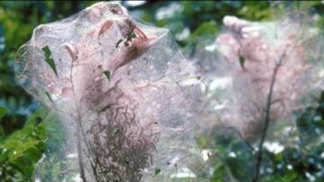 [ID: wMsi4PimHWQ] Youtube Automatic