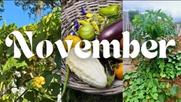 [ID: Wngxr8N9b_0] Youtube Automatic