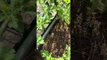 [ID: WoV8z_EkuBg] Youtube Automatic