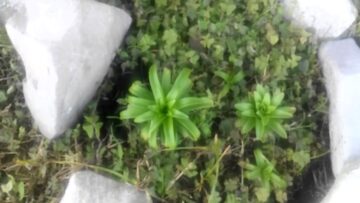 [ID: wpFSwPzGdLs] Youtube Automatic