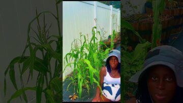 [ID: wRa9ClAXVSU] Youtube Automatic