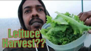 [ID: wRfe8SGDVZo] Youtube Automatic