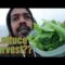 My Lettuce Is Bolting? Lettuce Harvest?