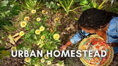 [ID: WuviH__uMAk] Youtube Automatic