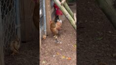 [ID: WvRzuiyALVY] Youtube Automatic