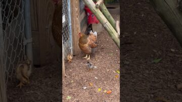 [ID: WvRzuiyALVY] Youtube Automatic