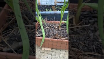 [ID: wVtth8REIBI] Youtube Automatic