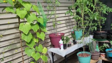 [ID: WwtnR09LrTs] Youtube Automatic