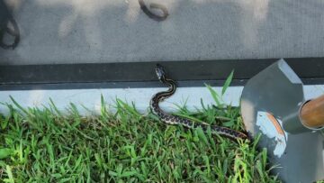 [ID: Wx474viGE7g] Youtube Automatic