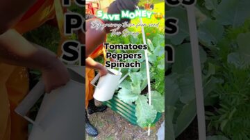 [ID: wyQP8nkJYVE] Youtube Automatic