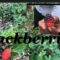 How to grow Blackberries in abundance